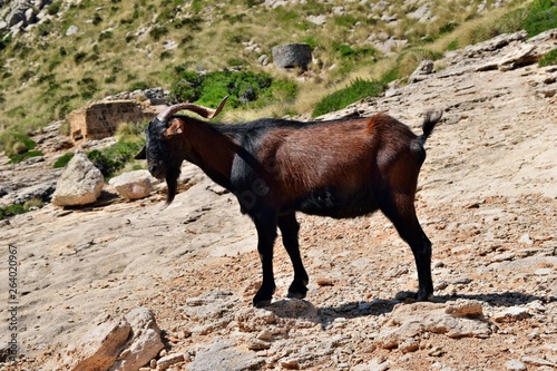 Wild tamed goat is looking and walking on the hill