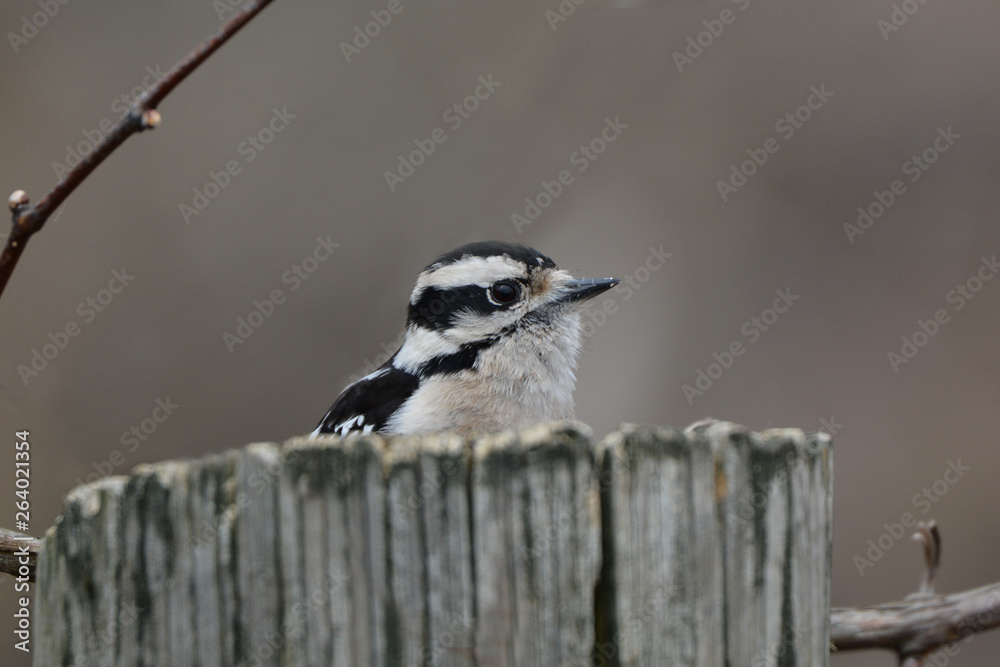 Naklejka premium Downy Woodpecker