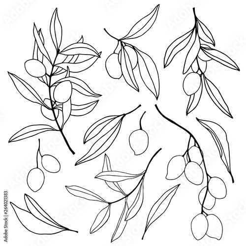 Vector set with olive branches, berries and leaves. Hand painted floral set. Illustration isolated on white background for design, print, fabric or background.