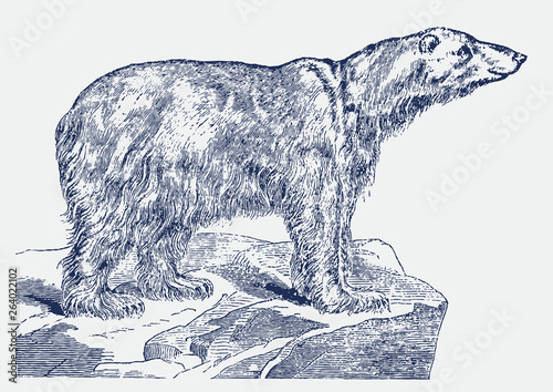 Endangered but smiling polar bear (ursus maritimus) standing on an iceberg. Illustration after a historical engraving from the 19th century