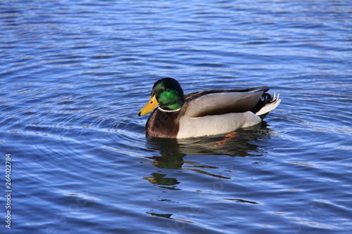 Duck in water © tichodrome