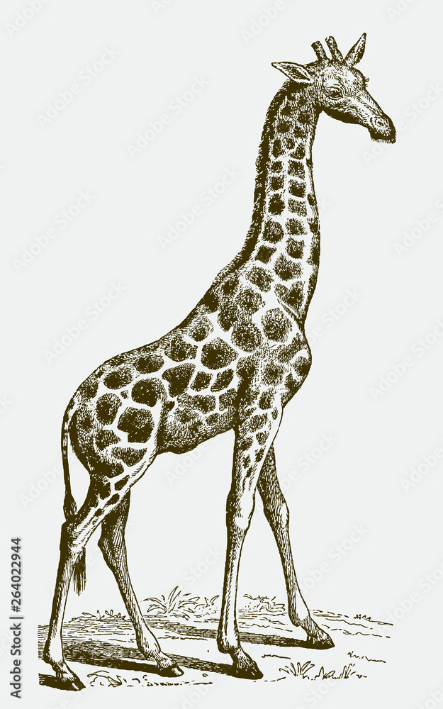 Φωτογραφία Standing Northern giraffe, giraffa camelopardalis in profile side view