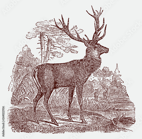 Male red deer (cervus elaphus) stag standing in a landscape. Illustration after a historical engraving from the 19th century