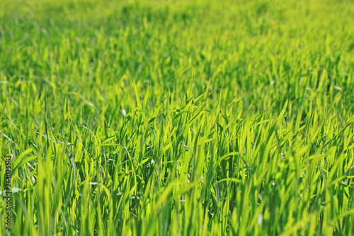 Green grass natural background texture, Lawn for the background