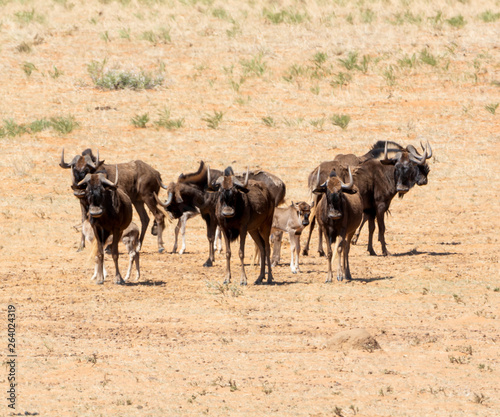 Black Wildebeest © Cathy Withers-Clarke