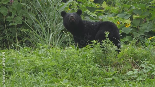 American black bear (Ursus americanus). Wildlife animal. photo