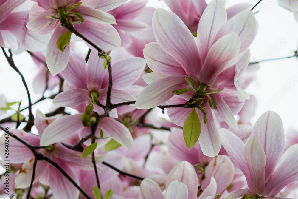 Fototapeta premium Pink Magnolia Flowers in Magnolia Tree