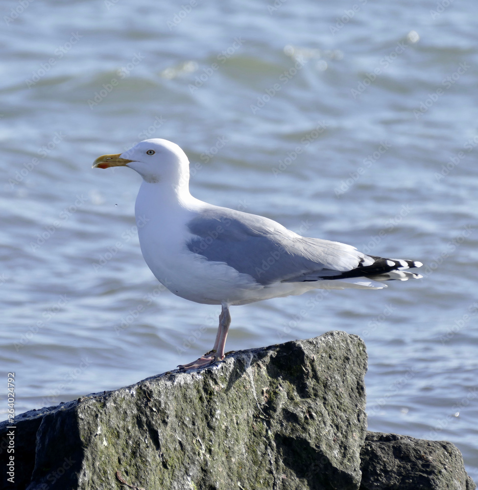 seagull on rock seagull on rock