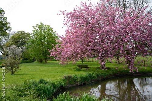 Ckerry blossom by an English village pond.