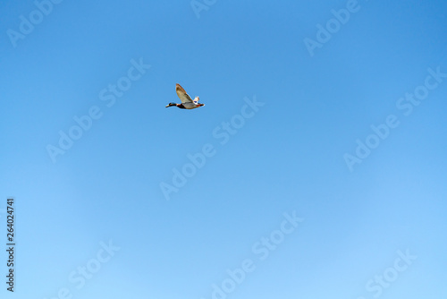 Flying Duck and Clear Blue Sky