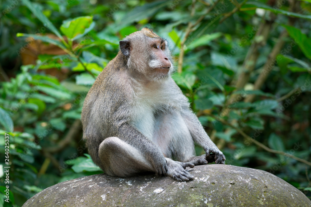 Portrait of Monkey relax sit on the rock in forest, Monkey Forest Ubud, Bali, Indonesia