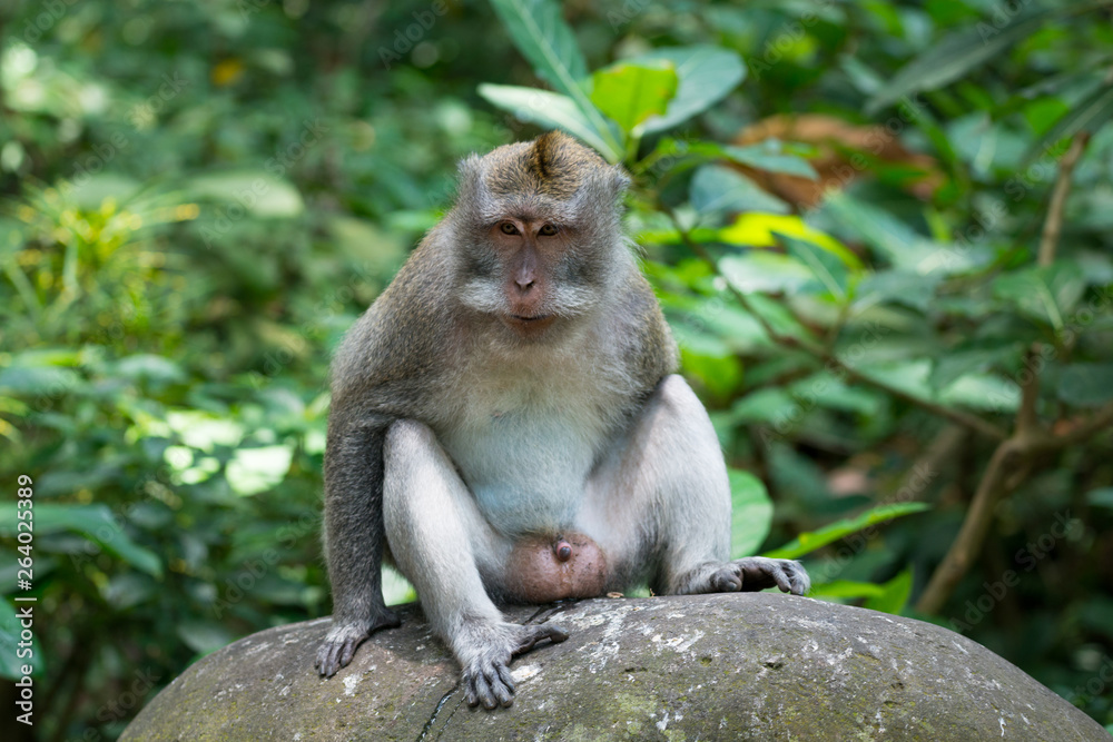 Portrait of Monkey male relax sit on the rock in forest, Monkey Forest Ubud, Bali, Indonesia