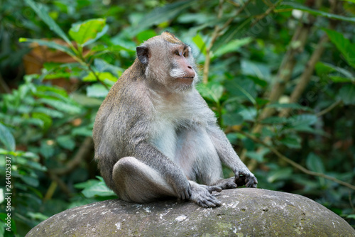 Portrait of Monkey relax sit on the rock in forest, Monkey Forest Ubud, Bali, Indonesia © kintarapong