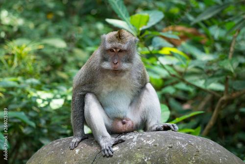 Portrait of Monkey male relax sit on the rock in forest, Monkey Forest Ubud, Bali, Indonesia © kintarapong