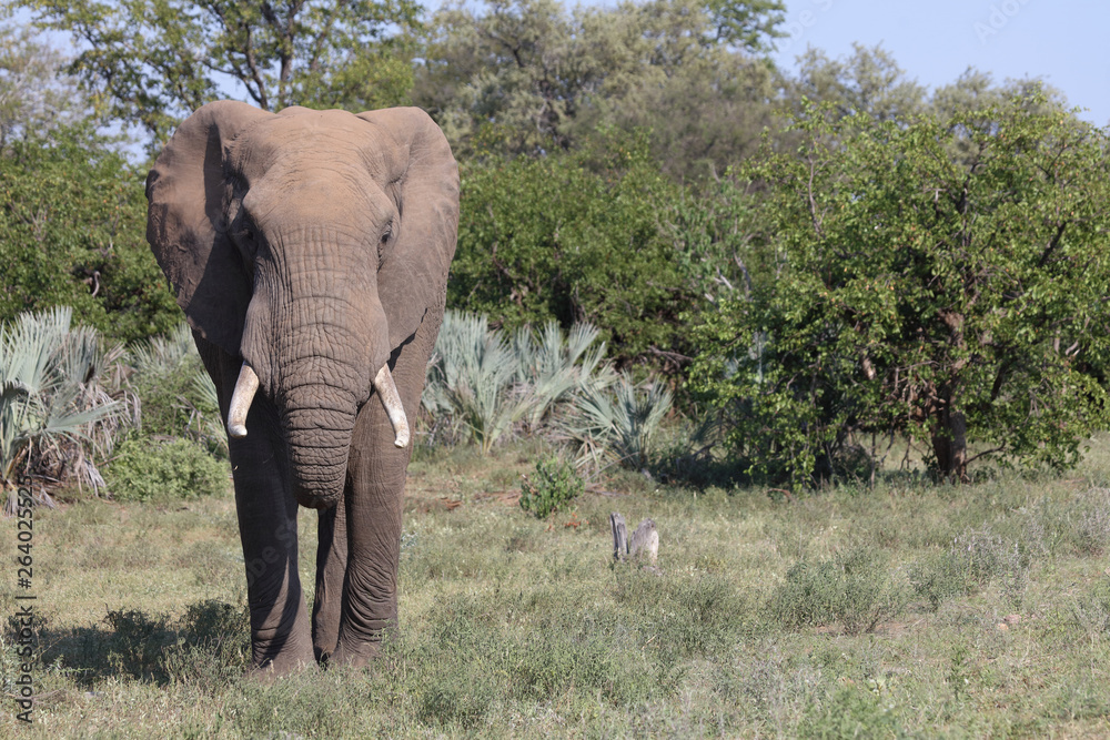 Φωτογραφία Afrikanischer Elefant / African elephant / Loxodonta africana
