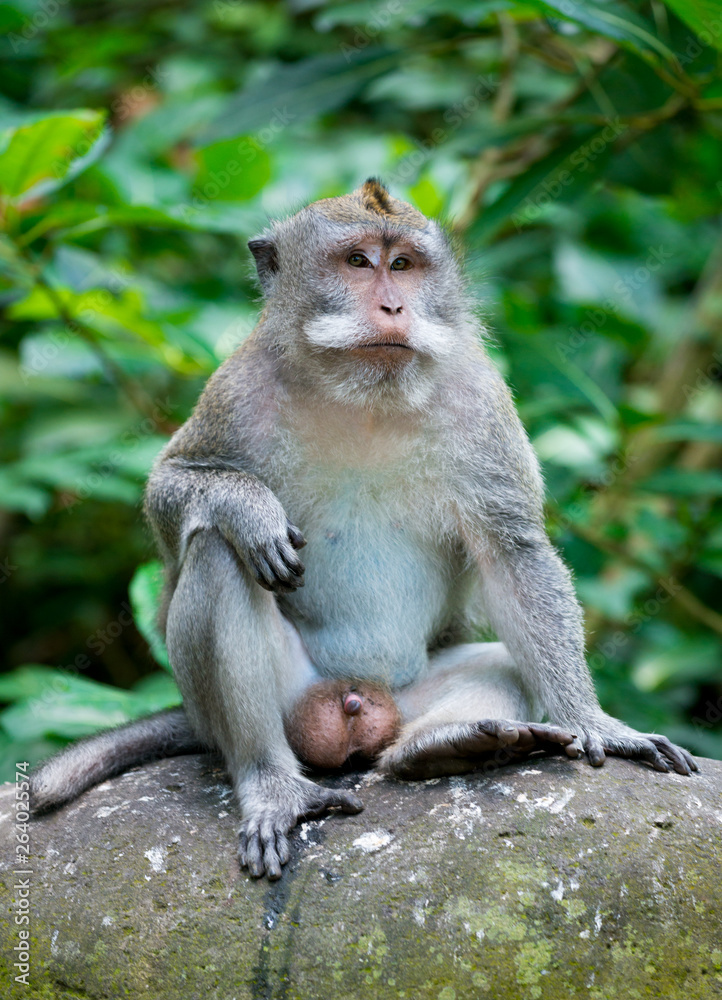 Portrait of Monkey male relax sit on the rock in forest, Monkey Forest Ubud, Bali, Indonesia