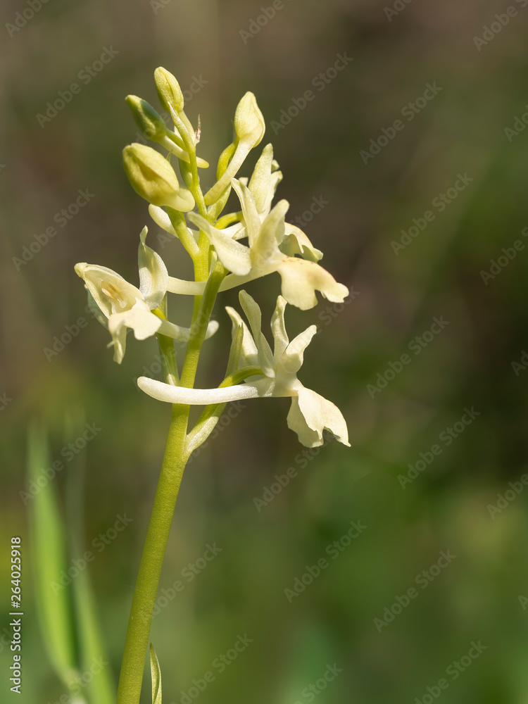 Obraz premium Orchis provincialis, pauciflora, the Provence orchid. Pale yellow wild flower, closeup detail.