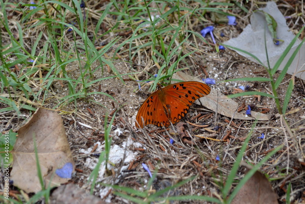 Flora and Fauna Flora and Fauna