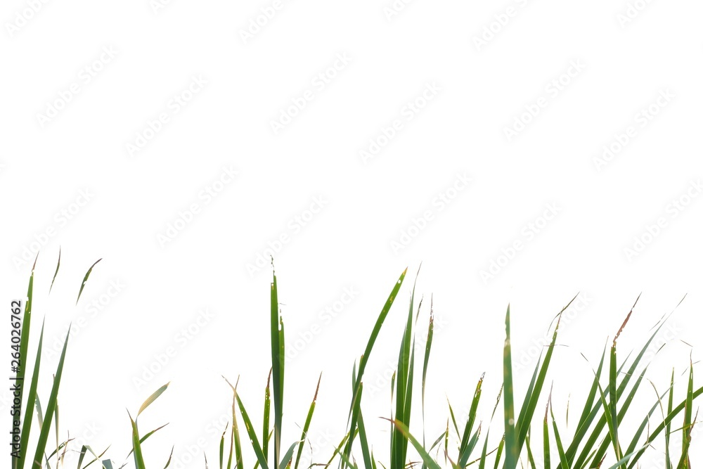 Wild grass leaves with wind blowing on white isolated background for green foliage backdrop Wild grass leaves with wind blowing on white isolated background for green foliage backdrop