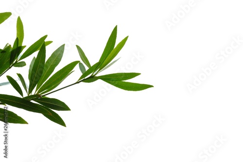 Fotografie, Obraz Tropical tree leaves on white isolated background for green foliage backdrop