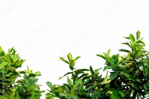 Tropical tree leaves with branches on white isolated background for green foliage backdrop 