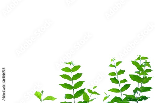 Tropical plant with leaves branches growing in a garden on white isolated background for green foliage backdrop 