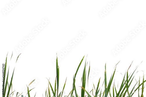 Wild grass leaves with wind blowing on white isolated background for green foliage backdrop 