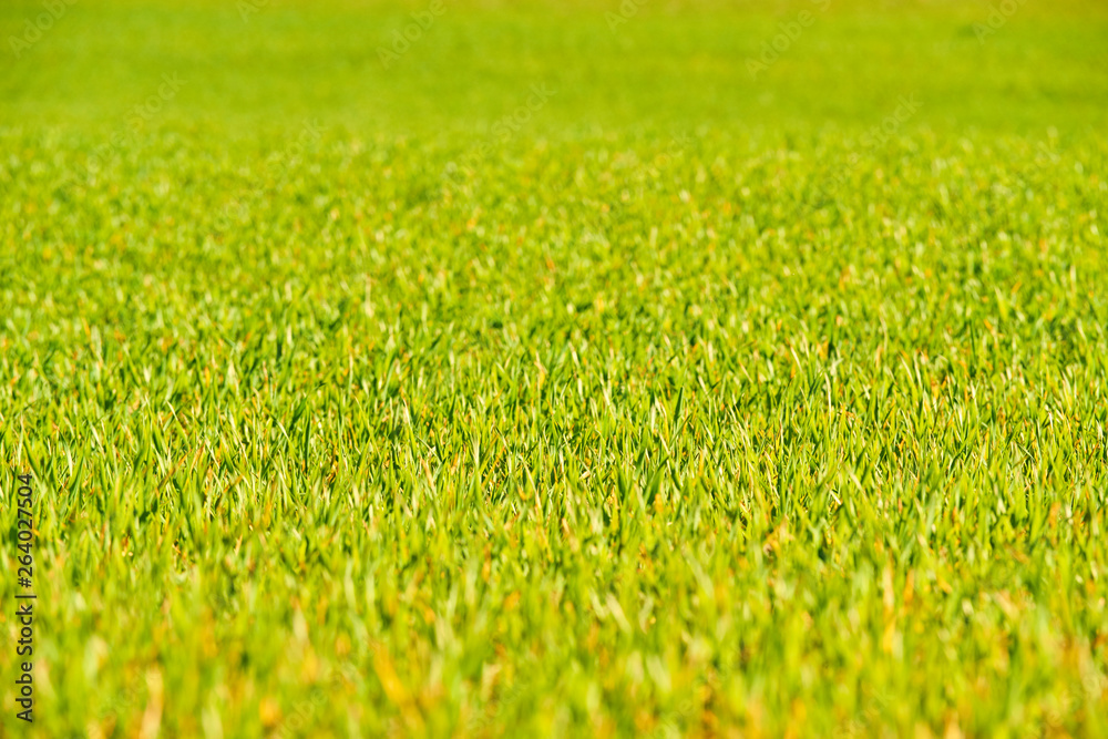 Fresh green grass in sunlight. Selective focus. Bright spring nature background. Sunny meadow or field texture Fresh green grass in sunlight. Selective focus. Bright spring nature background. Sunny meadow or field texture