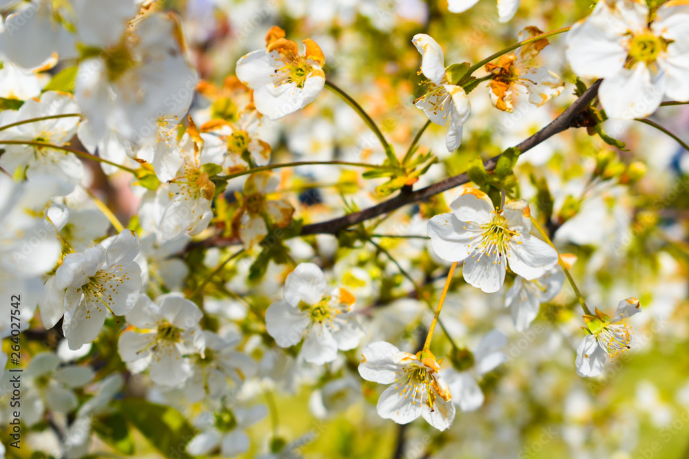  spring tree, blooming tree