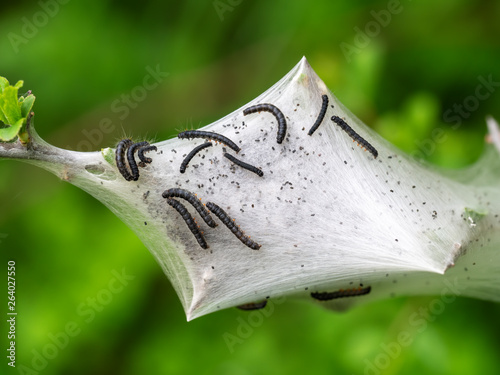 Malacosoma neustria. Tent caterpillar nest detail, aka Lackey moth young. On Prunus spinosa bush, sloe. photo