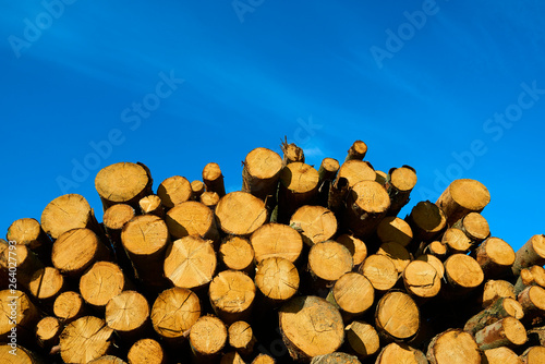 Woodpile of cut Lumber for forestry industry 
