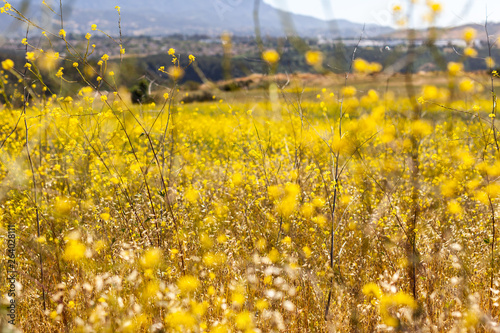nature walk and patterns
