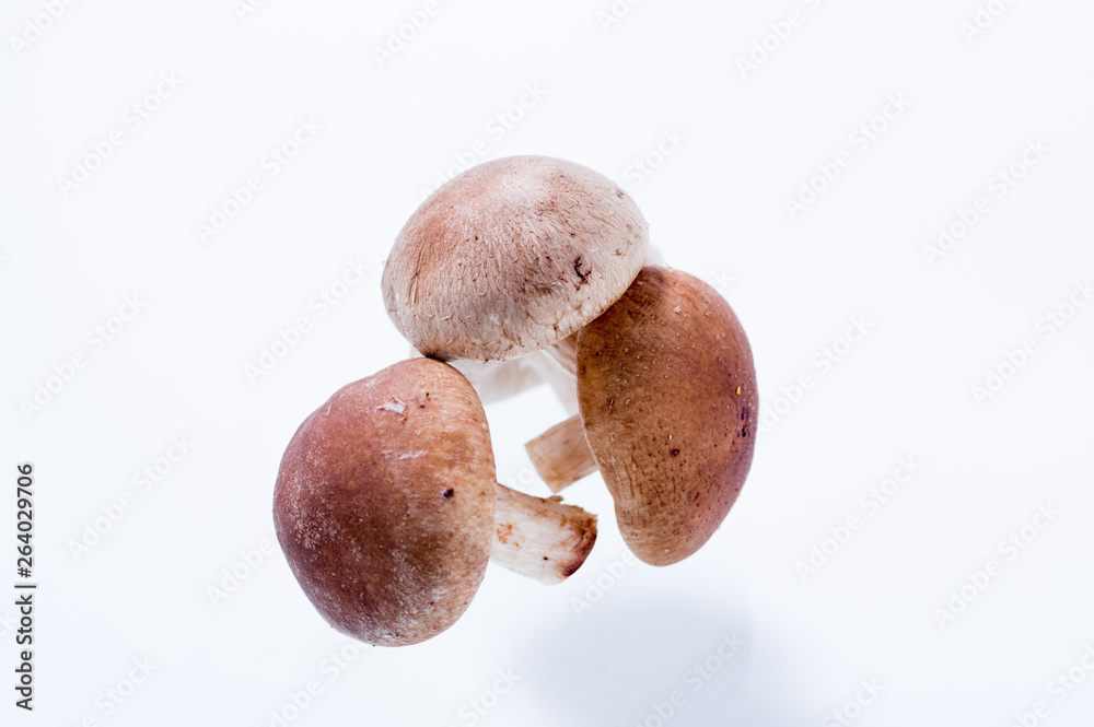 Three fresh mushrooms on a white background. Useful and tasty mushrooms. Three fresh mushrooms on a white background. Useful and tasty mushrooms.