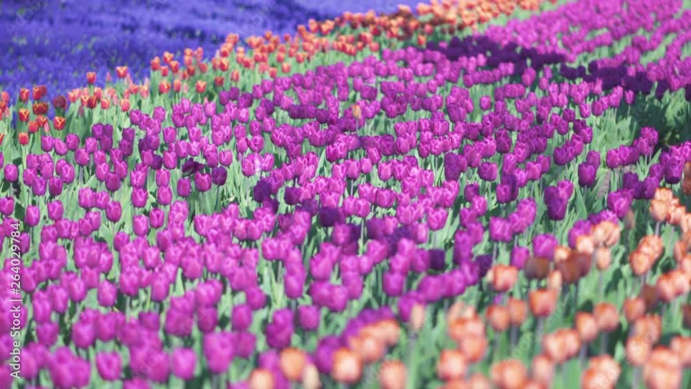 beautiful colorful purple tulips flowers bloom in spring garden.Decorative violet tulip flower blossom in springtime.Beauty of nature.Vibrant natural colors beautiful colorful purple tulips flowers bloom in spring garden.Decorative violet tulip flower blossom in springtime.Beauty of nature.Vibrant natural colors