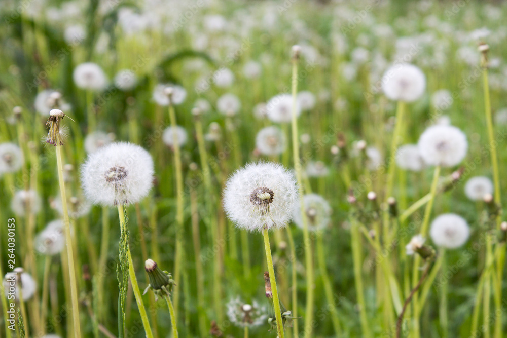 green field with a white dandelion balls