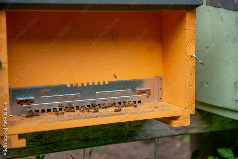 beehives beehives