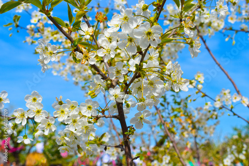  spring tree, blooming tree © Bigy