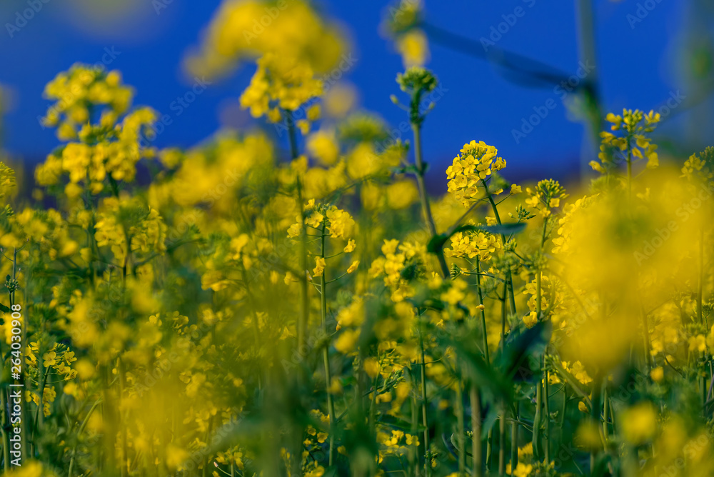 Detail of canola colza flowers in a field during daytime against a blue sky