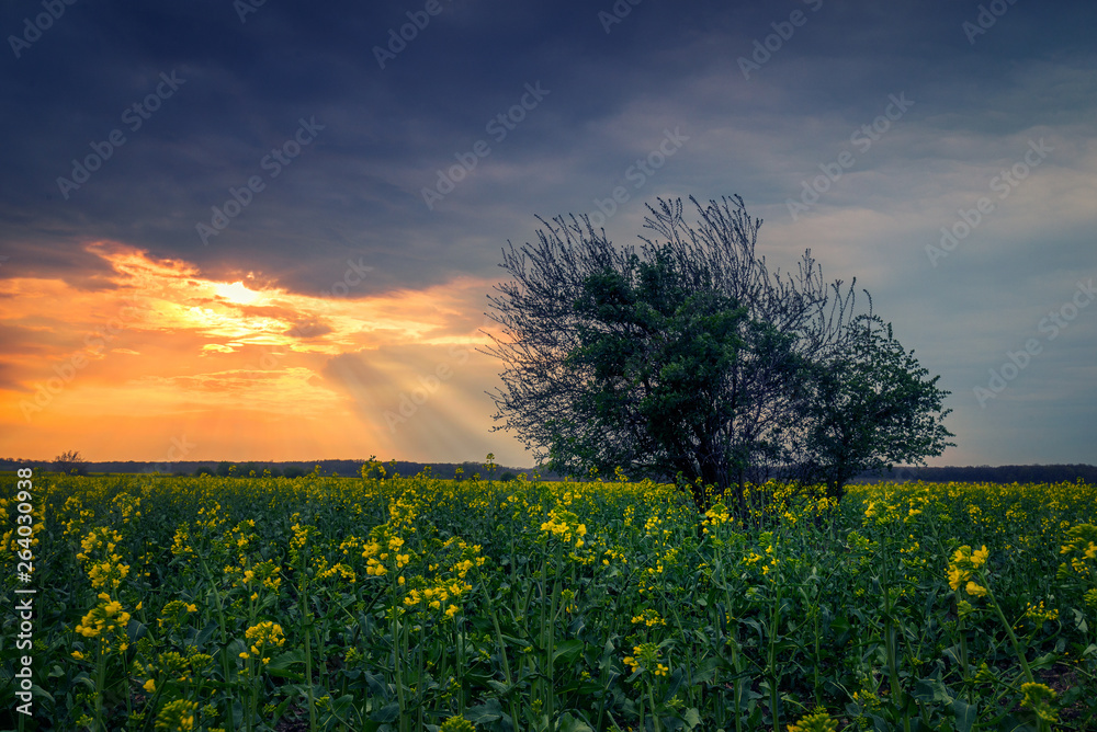 Landscape shot of a canola colza agriculture field with sun rays coming out from the clouds and a tree in the foreground