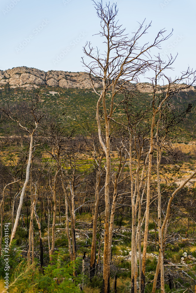 Burned forest in Trstenik village, Peljesac peninsula, Dalmatia, Croatia