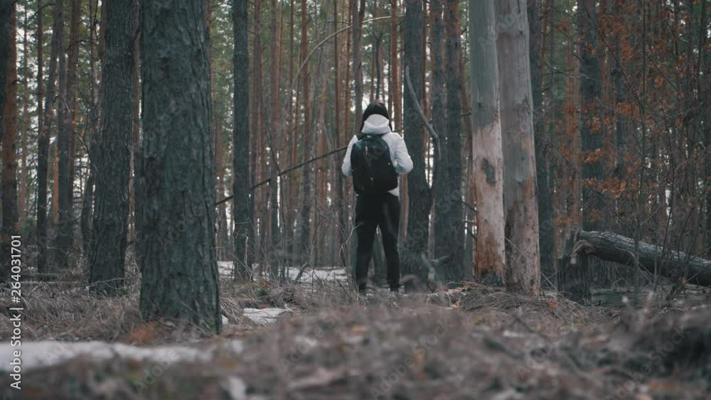 Hiker girl with backpack walking in a pine forest, rear view. Active lifestyle and adventure in wildlife nature. Hiker girl with backpack walking in a pine forest, rear view. Active lifestyle and adventure in wildlife nature.
