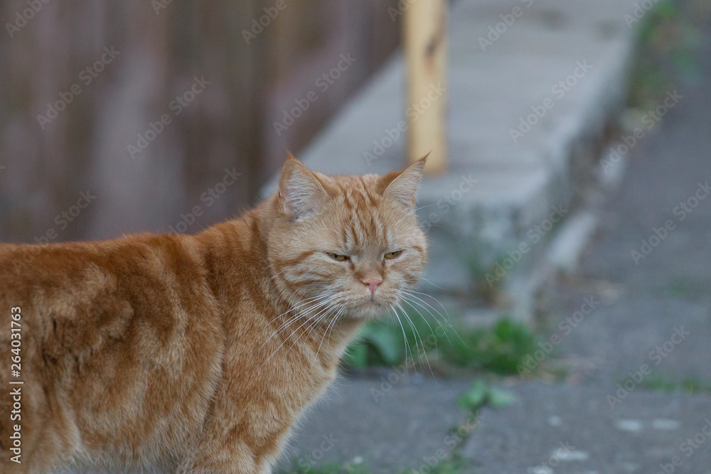 Obraz premium red British Shorthair cat looks cranky in the camera