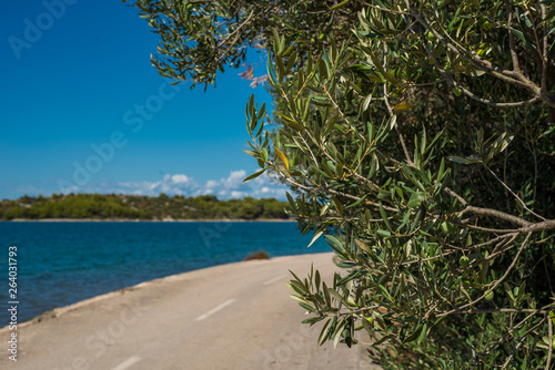 Green Olives on the tree against blue sky and asphalt road, Murter, Dalmatia, Croatia, perfect for the background