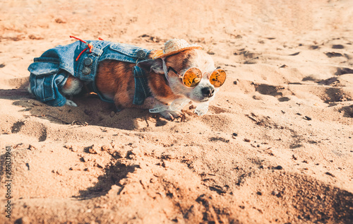 Chihuahua wearing sunglasses and straw hat lies on a beach by the river enjoying the sun. Fashionable dog dressed in a denim suit resting on the beach and sunbathes. Hippie dog resting on the nature