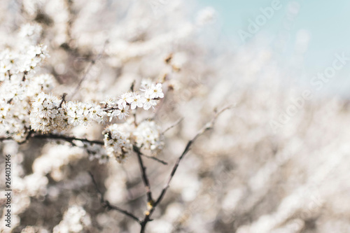 blooming tree © Andrea
