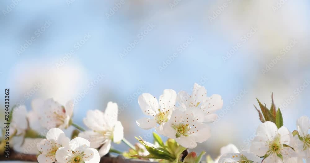 Beautiful closeup view of a sunny branch of a cherry blossom tree with blurry blue sky background. Selective focus used. Beautiful closeup view of a sunny branch of a cherry blossom tree with blurry blue sky background. Selective focus used.