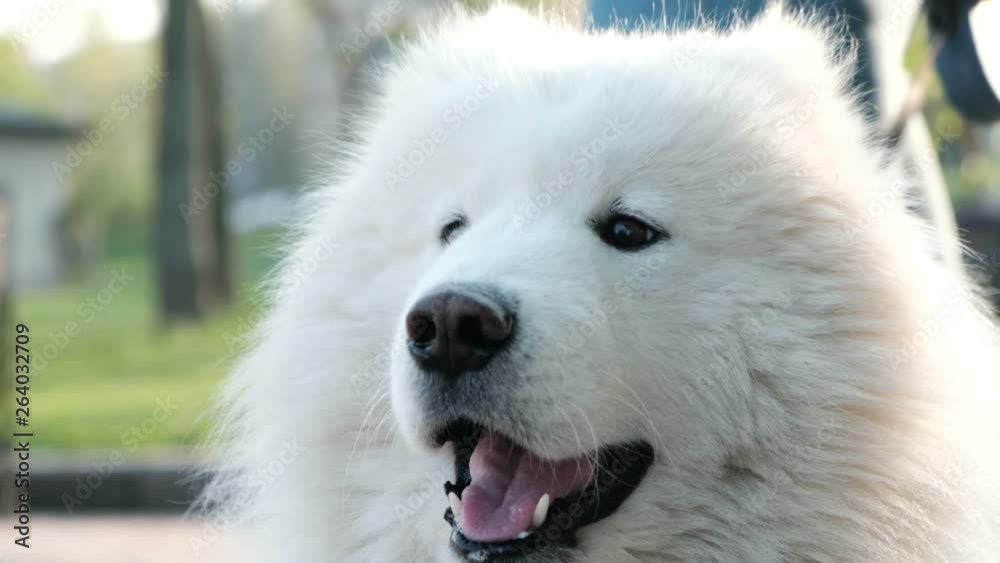 Angry dog barks, close-up. Samoyed husky barks and looking around. Angry dog barks, close-up. Samoyed husky barks and looking around.