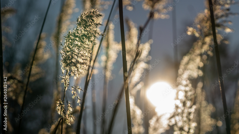 Fototapeta premium Schilf in Wintersonne leuchtend
