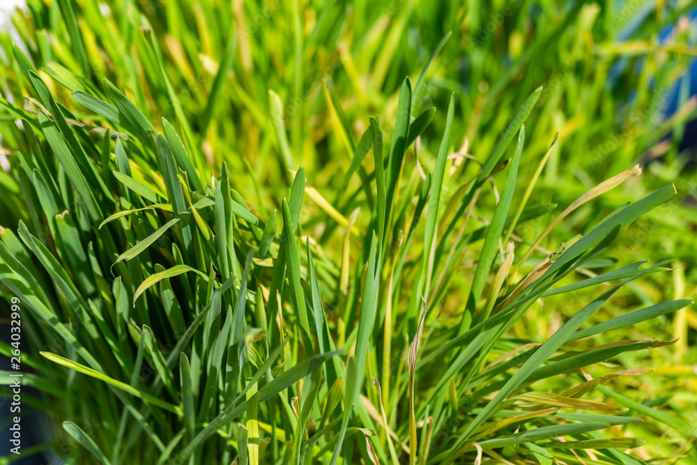 green grass texture green grass texture