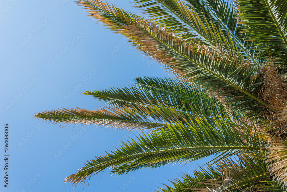 green Palm trees against blue sky, Murter, Croatia, Dalmatia perfect for a background green Palm trees against blue sky, Murter, Croatia, Dalmatia perfect for a background